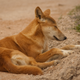 Illustration for article titled Is This Dingo Mother Mourning Her Dead Pup?